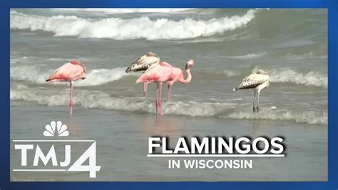 Flamingos spotted in Wisconsin, here's why - YouTube