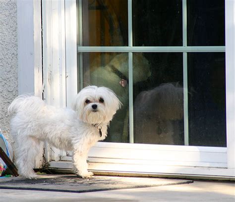 Maltese teddybear cut - Page 3 - Maltese Dogs Forum : Spoiled Maltese ...