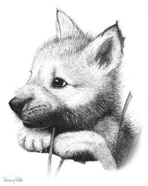 how to draw a wolf pup - Karl Roman