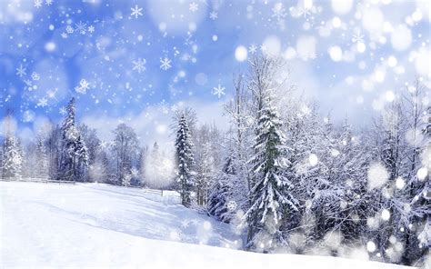 Winter forest scenery wallpaper | 2560x1600 | #32524