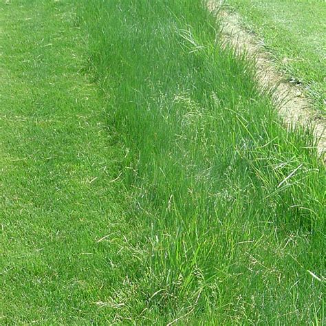 Creeping Red Fescue Grass Seeds, Festuca rubra | American Meadows