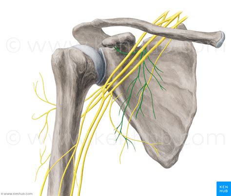 Subscapular nerve - Nervus subscapularis | Kenhub | Axillary nerve ...