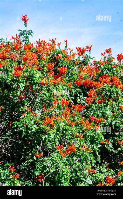 Hedge of Cape Honeysuckle,Tecoma capensis Stock Photo - Alamy