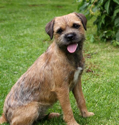 Border Terrier - Pictures, Information, Temperament, Characteristics ...