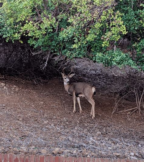 wildlife-on-catalina-island • Low Carb Nomad