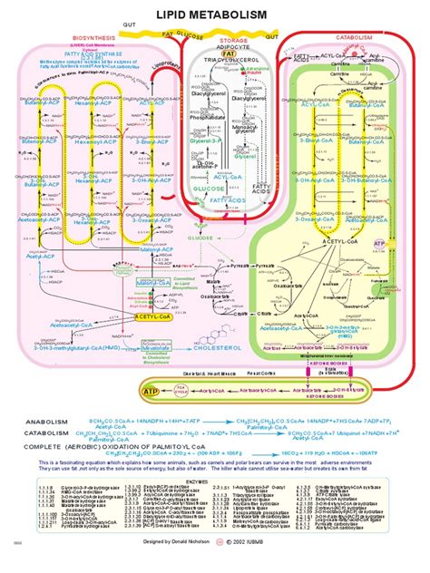 Lipid Metabolism | Lipid | Enzyme