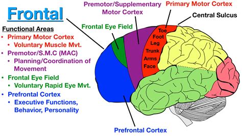 Cortex Of The Brain Diagram