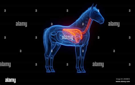 Horse's lungs, illustration Stock Photo - Alamy