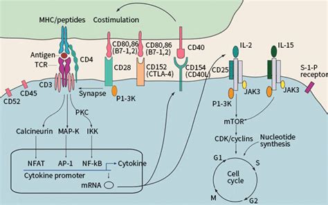 CD Antigens and Signaling Pathways | Sino Biological