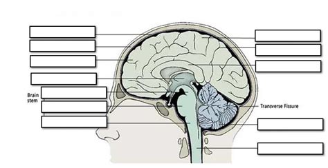 Label The Parts Of The Brain Worksheet Worksheets For All | Brain stem ...