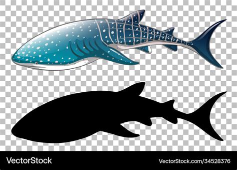 Whale shark with its silhouette on transparent Vector Image