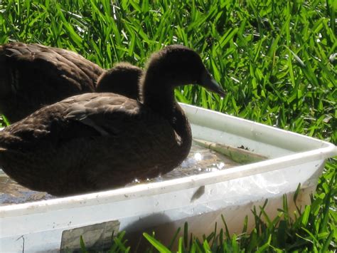 Growing Food in Florida: Khaki Campbell Ducklings