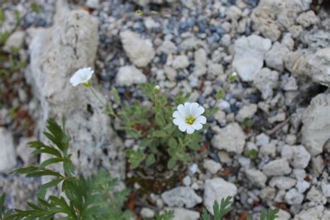 Unknown Caryophyllaceae | North American Rock Garden Society