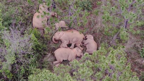 Mystery solved: Chinese elephant trek exposes conservation failures