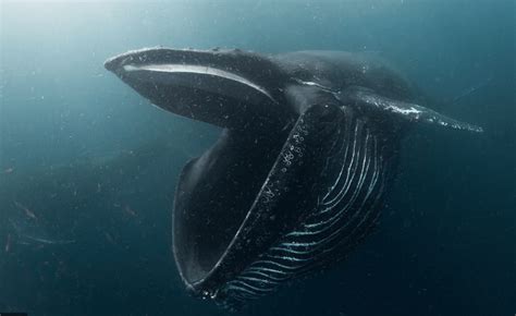 Man swallowed by humpback whale, tips so this doesn't happen to you