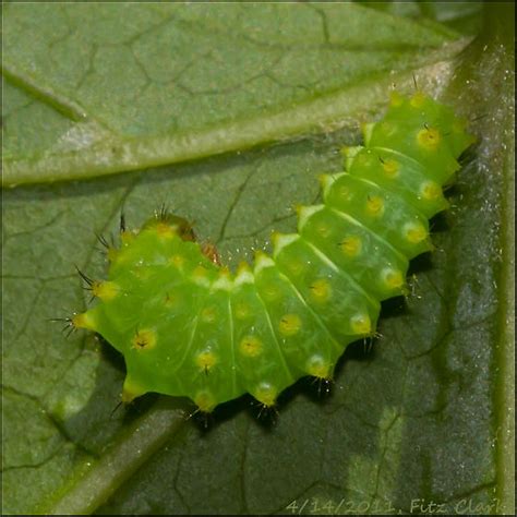 Green larvae with (?) rows of "dorsal spines" on "Sweetgum - Actias ...