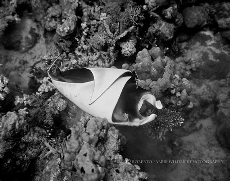 How do manta rays give birth? - Manta Ray Advocates Hawaii