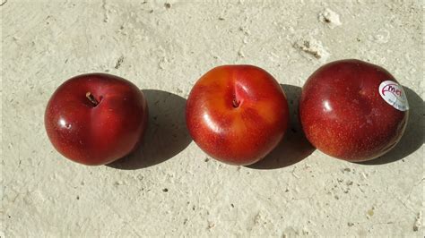 Flat! Plum / Peach? Hybrid "Metis Oxy Solar" (Prunus domestica x ...