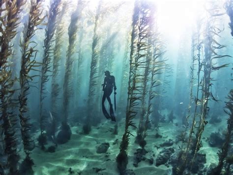 Free diving in a kelp forest : pics