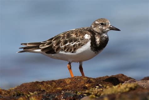 Banding aims to uncover turnstone migration mystery - Predator Free NZ ...