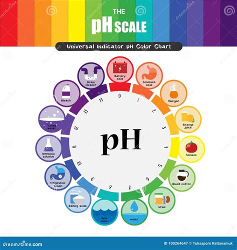 The Ph Scale Universal Indicator Ph Color Chart Diagram Cartoon Vector ...