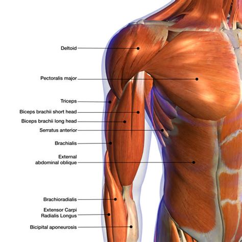 Muscles In The Upper Body Diagram : Muscles Of The Pectoral Girdle And ...