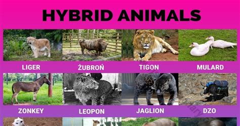 Hybrid Animals: 24 Wonderful Hybrid Animals that Actually Exist ...