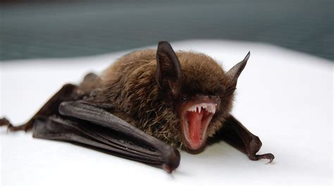 Vampire bats: nature's blood banks - Bloodworks Northwest Blog