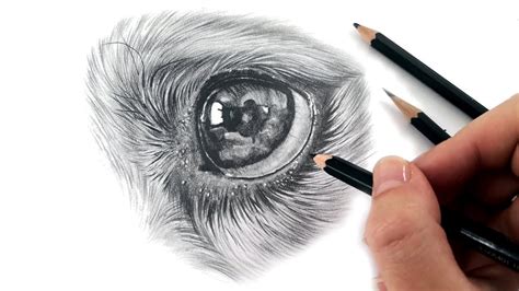 How To Draw A Realistic Dog Eye Step By Step / Fill in the eyebrows as ...