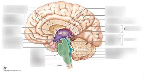 brain labeling Diagram | Quizlet