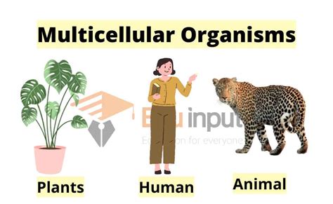 Multicellular Cells Examples