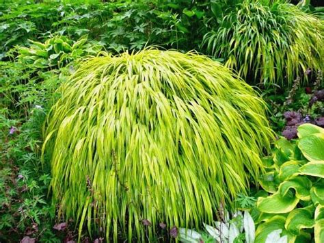 Elegant Ornamental Grasses to Grow in Any Garden | Shade grass ...