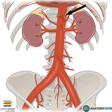 Left Gastric Artery - AnatomyZone