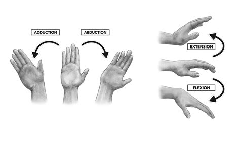 Abduction In Anatomy - Anatomy Reading Source