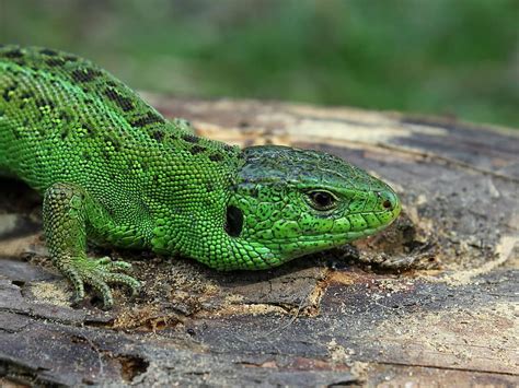 spotted baumwaran, monitor, tree monitor, lizard, reptile, green ...