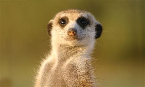 Meerkat Wallpapers Images Photos Pictures Backgrounds