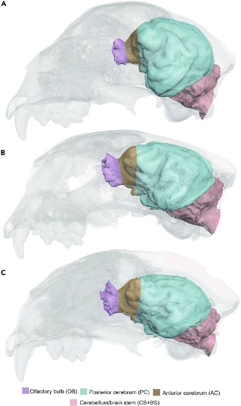 Brain endocast segmentation Some crania analyzed are taken as an ...