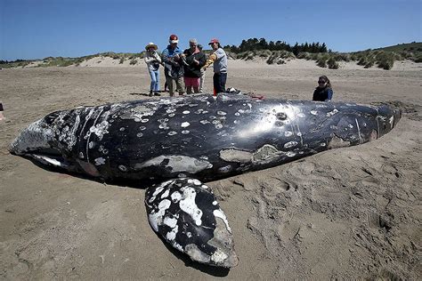 As gray whale migration reaches its peak, scientists fear another ...