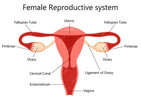 Internal Female Reproductive System