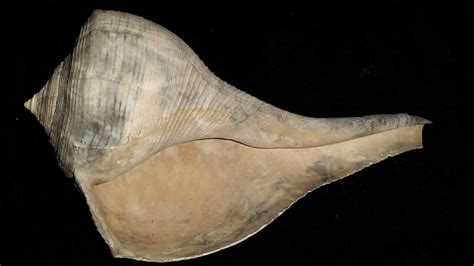 Fossil / Fossilized Whelk shell gastropod mollusk collectors collection ...