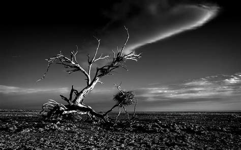 Salton Sea Sculpture Photograph by Rob Darby