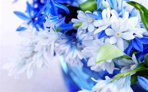 🔥 [40+] Blue Wallpapers with White Flowers | WallpaperSafari