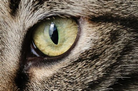 The Meaning Behind Cats Pupils: Understand Your Kitty Better