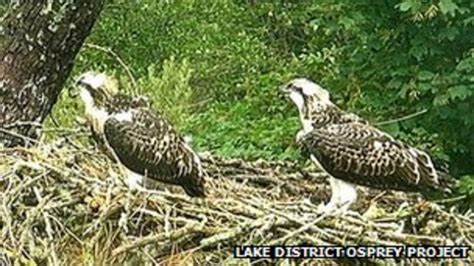 Bassenthwaite ospreys: First chick flies the nest - BBC News