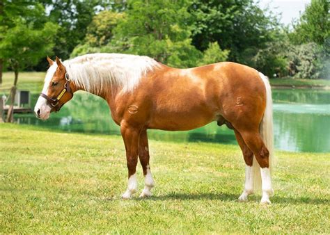 American Quarter Horse Colors