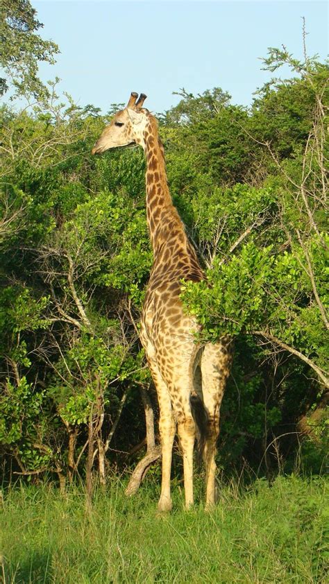 Skukuza Airport at Kruger National Park with flights form Johannesburg ...