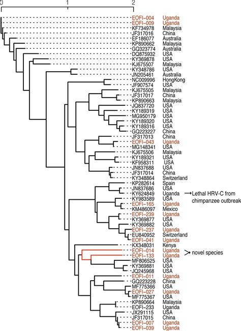 Phylogenetic tree of all complete HRV-C genomes from NCBI (with ...