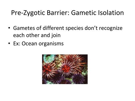 Macroevolution & Speciation - ppt download