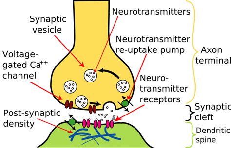 Describe How Neurotransmitters Function in the Synapse and Brain