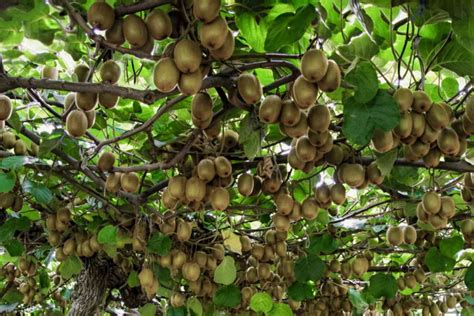 Kiwifruit: Plant Care & Growing Guide